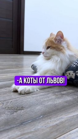 От кого произошли #astenfamily#кототерапия #кошечки#приколыкоты#котыприколы#смешныекотики