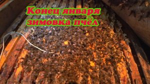 ОДИН ДЕНЬ ИЗ ЖИЗНИ ПЧЕЛОВОДА, ЗИМОВКА ПЧЁЛ. Влог.