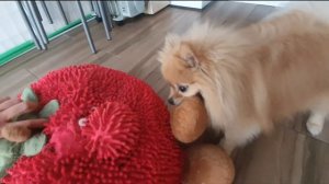 Бася Шпиц злится на мистера Помидора!