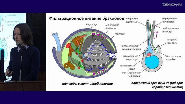 Богомолова Е.В. - Зоология беспозвоночных - 18. Щупальцевые (Lophophorata)