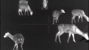 Pulsar Trail 2 lrf xq50. Fallow Deer. Daniel skvrnity. Danek lesny. Dama dama.Thermal imaging scope