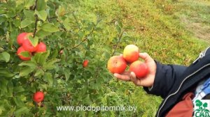 Яблоня сорт Топаз