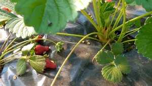 клубника сопрано тест