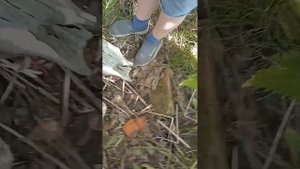 мы нашли череп быка