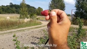 Малина сорт Лашка (Лячка, Ляшка, Laszka)