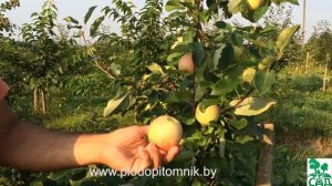 Яблоня сорт Мечта