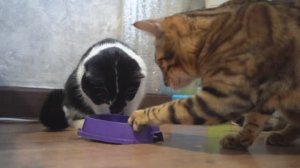 Две кошки дерутся - КЛИП 2025