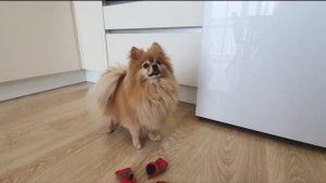 Новые ботиночки Баси и дефиле для кота!