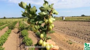 Крыжовник сорт Хиннонмайнен Кельтайнен.