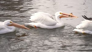 20532939-uhd_3840_2160_24fps