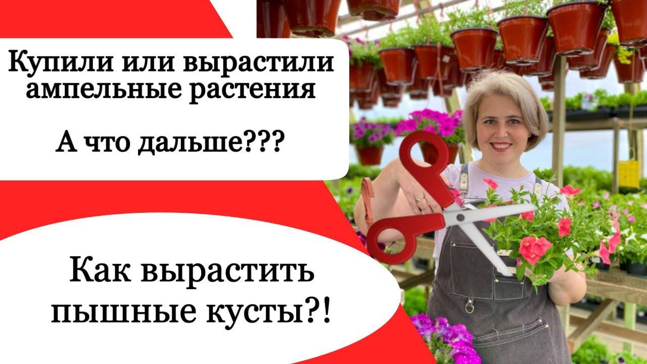 Что обязательно нужно сделать до высадки рассады цветов смотреть онлайн