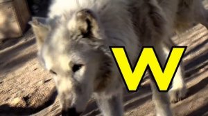 ALPHABET ANIMALS - PHONICS - ALPHABET SONG (Part 26)