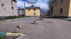 Прогулка с псом