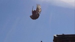 Николаевские голуби кормёжка