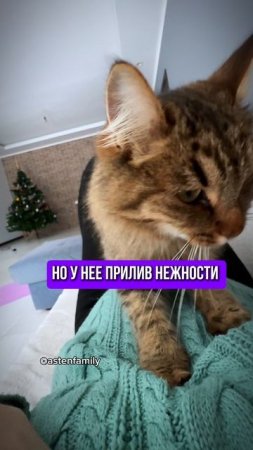 Хочу поспать #astenfamily#кототерапия #кошечки#приколыкоты#котыприколы#смешныекотики