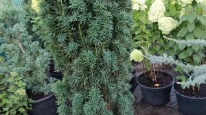 Тис ягідний Фастігіата Робуста