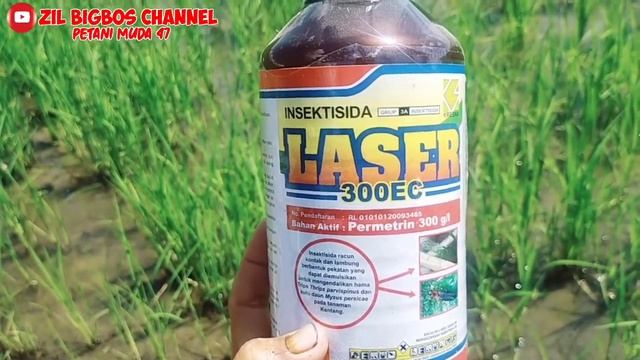 insektisida LASER 300 EC racun kontak untuk semua jenis kutu kutuan dan ulat смотреть онлайн