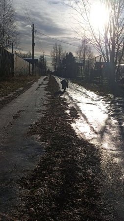 Собака подходит на свист) #shorts