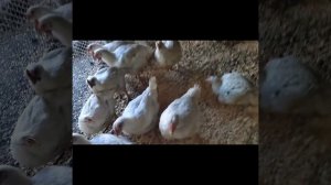 Индюки и бройлеры. 57 дней,взвешивание бройлеров и чем кормлю.#бройлеры #индюки