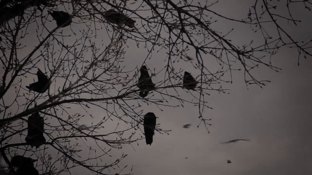 Ravens - A Tergo Lupi --- Tagelharpa & Ritual Drum - Dark Folk