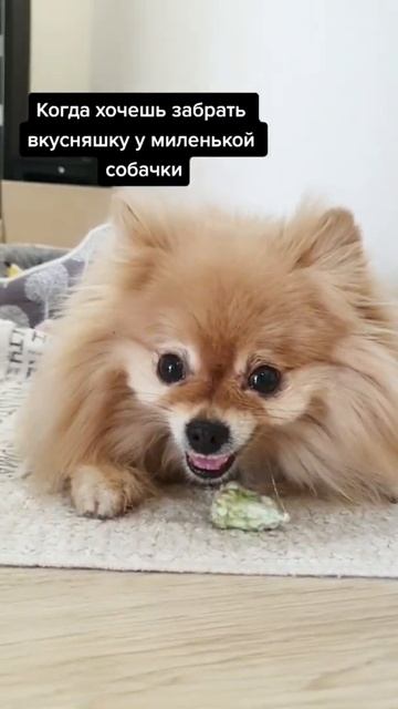 Шпиц может быть злой собакой!
