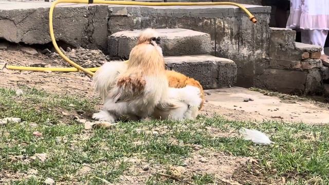 «An incomparable and satisfying recipe, AND YOU WILL ASK FOR MORE»Бесподобный и сытный рецепт» смотреть онлайн