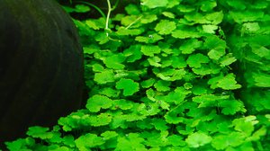 Щитолистник сибторпиоидес - Hydrocotyle sibthorpioides
