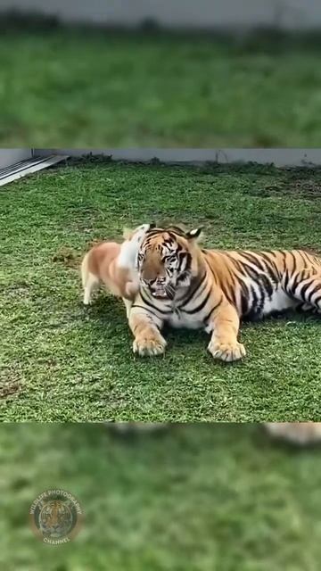 #SaveTheTiger #WildlifeProtection #MajesticTiger #TigerExperience | Wildlife Photography