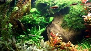 Apistogramma Residence Aquarium 126l