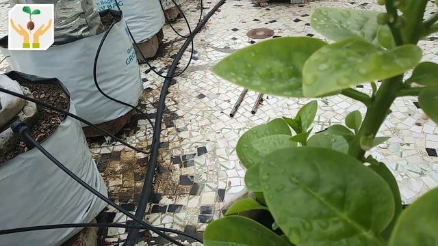 How to Grow Malabar Spinach From Cuttings смотреть онлайн