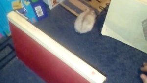 Хомяк проходит лабиринт