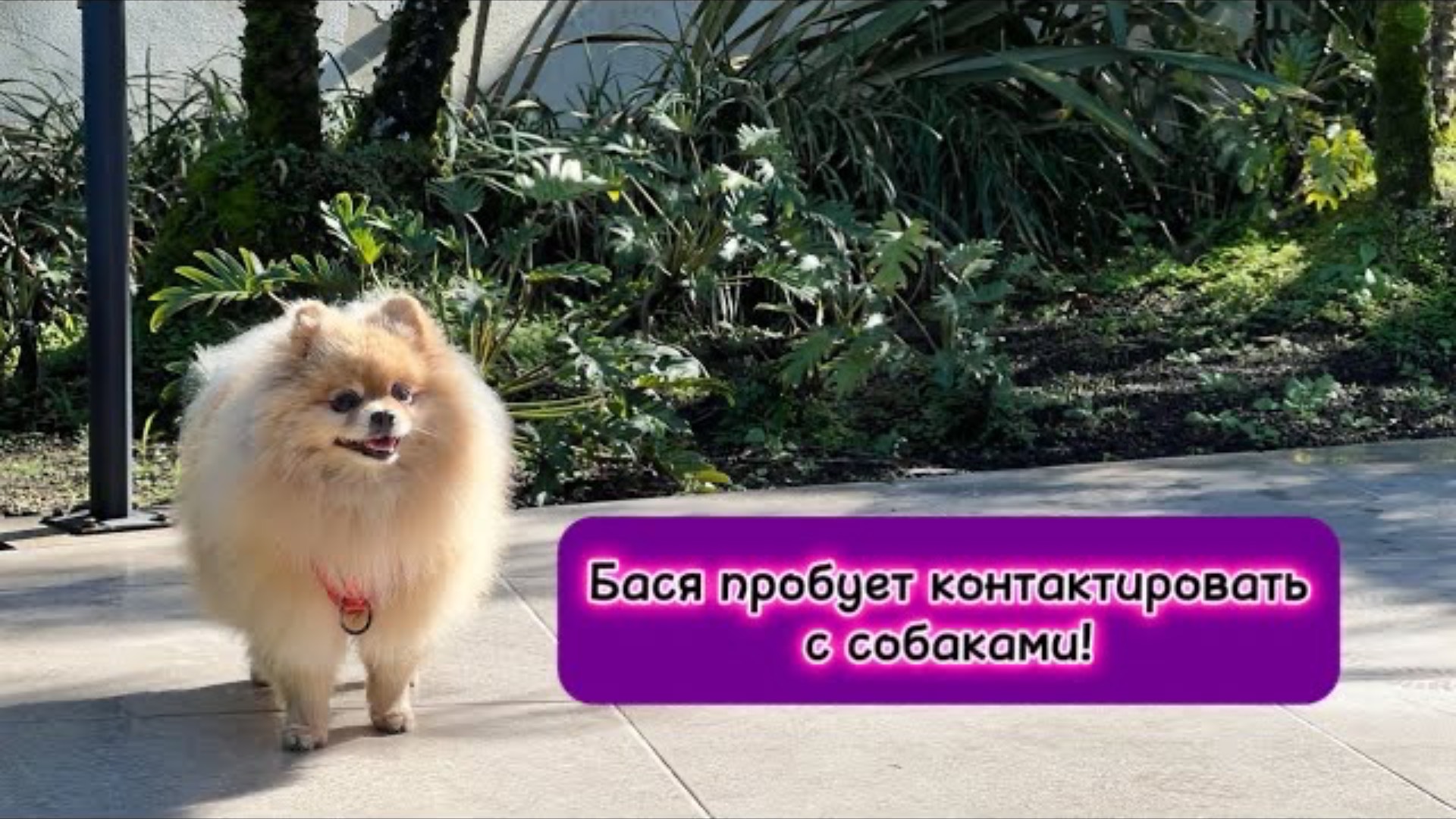 Басенька пробует контактировать с собаками!