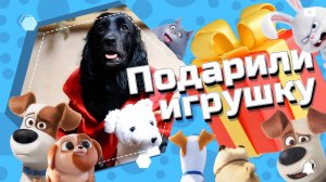 Что подарили собаке? 🐶 #спаниель #подарок #щенок #игра #друзья #руки #веселый #детский #животные