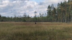 На болото за клюквой, Выборгский район
