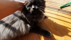 Пушистая банда на прогреве!