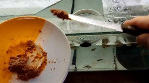 Влияние корма на здоровье дискусов 2