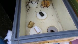 про зимнюю обработку пчел от клеща, выбор пчел для обработки, результат обработки