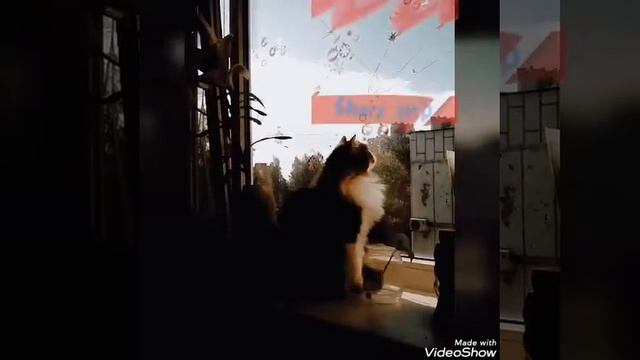 КОТОФИЛЬМ: Shery💋мур 🐱 мур...муррр....moore