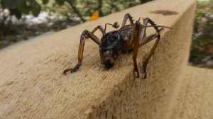 Weta (Male) Large New Zealand Cricket Up close and Personal