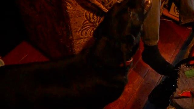 песня собачки )) смотреть онлайн