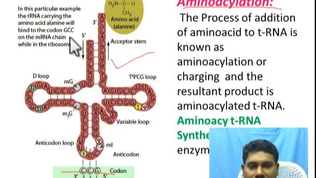 t-RNA as an Adapter Molecule // Structure & Function