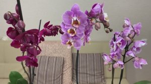 РЕДКИЕ ЭКСКЛЮЗИВНЫЕ ОРХИДЕИ!!!