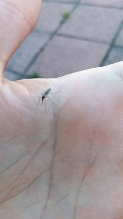 Комар зондирует место укуса / A Mosquito Probes a Biting Spot / 蚊子在找叮处