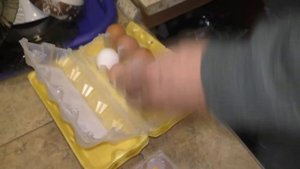 Закладка Яиц В Инкубатор "Идеальная Наседка"