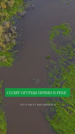 ВСЮ ЗИМУ ПОД ВОДОЙ - засолка огурцов в реке #огурцы #огурцыназиму