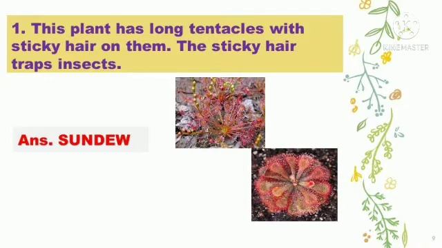 Class-4 | G.K. | Page no.-14 | Carnivorous Plants смотреть онлайн