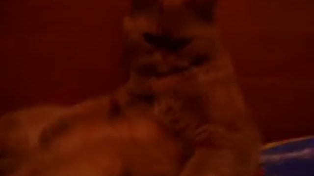 фионаКУКУ Анджелина Джоли смотреть онлайн