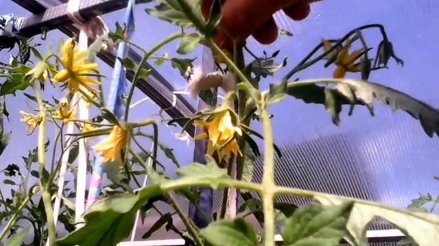 Томаты. Формирование куста. Завершение. смотреть онлайн