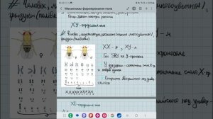 Механизм образования пола