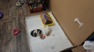 Домик-вигвам для морских свинок